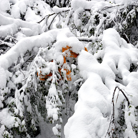 Das Bild zeigt eine dichte Ansammlung von Zweigen, die stark mit Schnee bedeckt sind und einen Wegweiser verdecken. Die weiße Schneedecke bildet weiche, wellige Formen auf den Ästen und betont so die Intensität des kürzlichen Schneefalls. Farbkontraste werden durch das Unterholz erzeugt, das teilweise durch den Schnee sichtbar ist und dem Bild eine gewisse Tiefe verleiht. Es ist ein Wintermotiv, das Stille und die Last des Schnees einfängt, welcher die Zweige bis zum Boden hinunter drückt. Die …