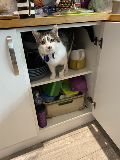 My white and tabby cat, Charley, who had jumped in the kitchen cupboard.