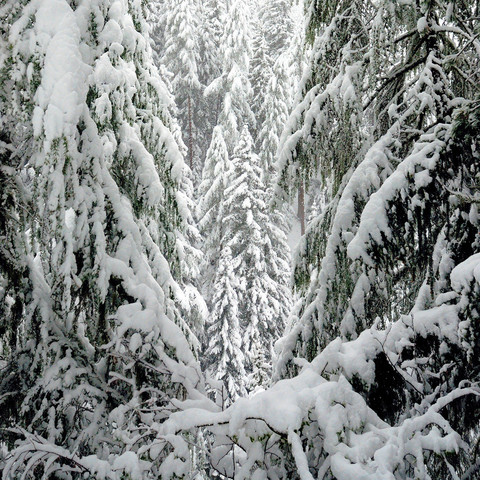 Das Bild zeigt einen dichten Nadelwald, dessen Bäume schwer mit Schnee bedeckt sind. Die Äste der Bäume biegen sich unter dem Gewicht des Schnees, was eine malerische Winterlandschaft kreiert. Es ist ein bewölkter Tag, und die Schneeflocken scheinen noch immer zu fallen, da der Schnee sehr frisch wirkt. Die Szene ist monochromatisch mit Weißtönen, die durch den Schnee hervorgebracht werden, und dunklen Grünabstufungen der Tannennadeln. Die Sicht ist durch die dichte Ansammlung der Bäume etwas e…