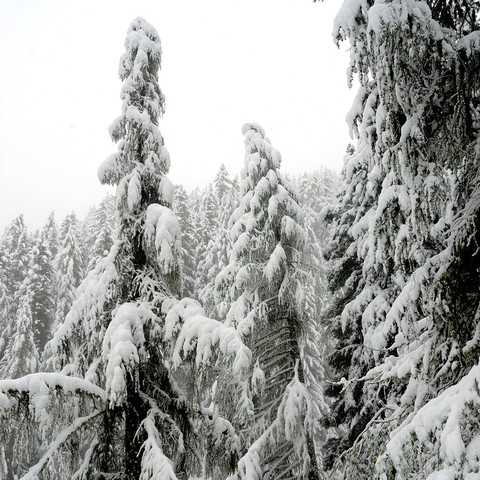 Das Bild zeigt einen dichten Wald aus Nadelbäumen, die schwer unter einer dicken Schneeschicht liegen. Die Äste der Bäume biegen sich unter dem Gewicht des Schnees, der die Szene in ein monochromes Weiß taucht. Es schneit noch immer leicht, was durch den leicht verschwommenen Hintergrund angedeutet wird. Die Atmosphäre des Bildes vermittelt Stille und die Kälte eines Wintertages.