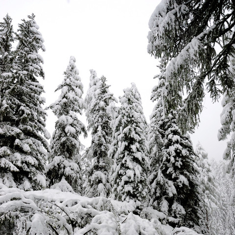 Das Bild zeigt einen dichten Nadelwald, bei dem die Bäume mit einer dicken Schicht Schnee bedeckt sind. Die Zweige biegen sich unter dem Gewicht des Schnees nach unten, was ein winterliches, fast märchenhaftes Ambiente schafft. Der Himmel ist bewölkt, und es scheint, als würde es weiterhin schneien. Die Szene ist in eine monochrome Farbpalette von Weiß- und Grautönen gehüllt, was die kalte und ruhige Atmosphäre des Winterwaldes verstärkt.