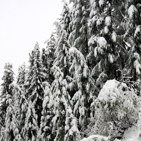 Das Bild zeigt eine dichte Ansammlung von Nadelbäumen, die unter einer dicken Schicht frischen Schnees stehen. Die Bäume sind aufgrund des Gewichts des Schnees leicht nach unten gebogen. Der Himmel ist grau und bewölkt, was auf weiterhin winterliche Wetterbedingungen hindeutet. Die Szenerie vermittelt eine ruhige und friedliche Stimmung, typisch für eine winterliche Landschaft in bergigen Regionen.