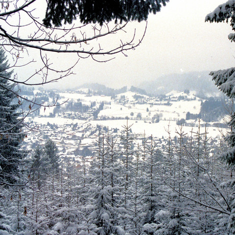 Blick durch eine lichte Ansammlung von schneebedeckten Bäumen hindurch auf Oberstdorf. Die Vegetation besteht hauptsächlich aus Nadelbäumen und einigen kahlen Ästen im Vordergrund. Der Himmel ist bewölkt, was auf einen möglicherweise schneereichen Tag hindeutet. Die Szenerie ist ruhig und die weiße Schneedecke verstärkt die winterliche Stimmung des Bildes.