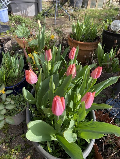 A clump of seven peachy pink tulips in an oval-shaped pot.