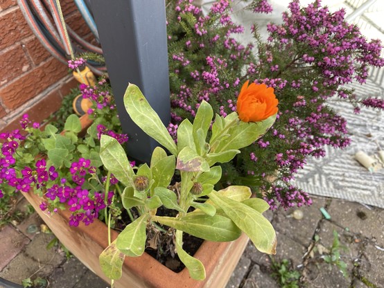 A square terracotta pot with purple heather, an orange calendula and a purple arabis.