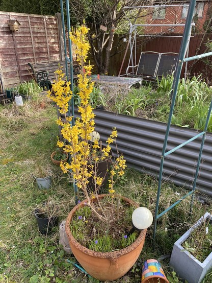 A large terracotta pot, with a forsythia full of small yellow flowers.