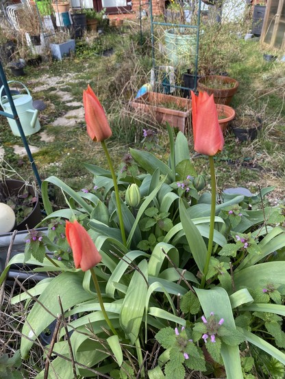 A clump of three red tulips and lots of green leaves.