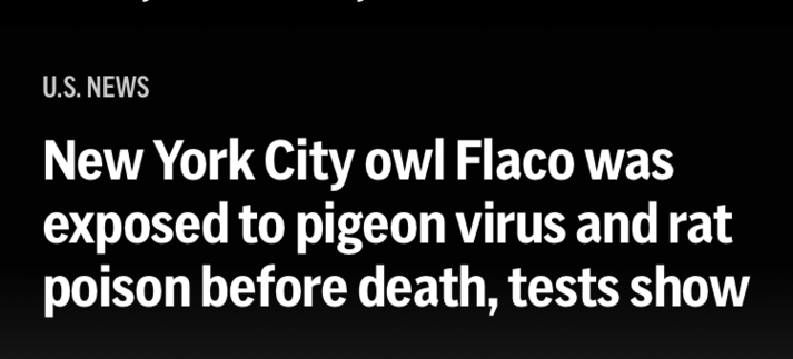 U.S. NEWS
New York City owl Flaco was exposed to pigeon virus and rat poison before death, tests show