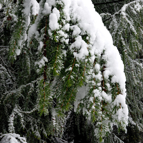 Zweige eines Nadelbaums, dicht bedeckt mit frischem Schnee. Die grünen Nadeln sind teilweise sichtbar und stechen unter der weißen Schneeschicht hervor. Der Hintergrund ist durch den Schnee auf den weiteren Zweigen unscharf, was eine homogene, winterliche Szene kreiert.