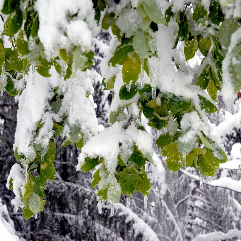 Laubzweige mit grünen Blättern, die mit Schnee bedeckt sind. An einigen Blättern hängen Eiszapfen. Der Hintergrund ist verschwommen und zeigt weitere Bäume, die ebenfalls von Schnee überzogen sind.