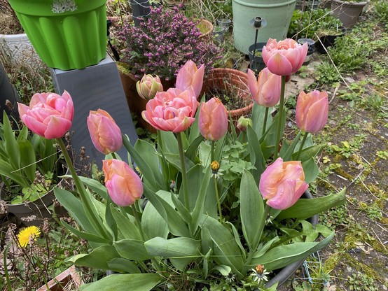 A pot of two different types of tulip. Peachy coloured pointed ones and pinky coloured, rounder, double ones.