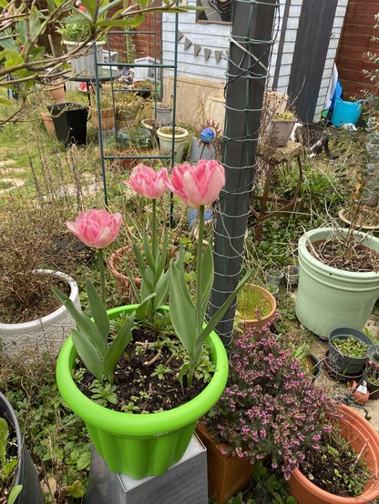 A pot of three tall pink double tulips.