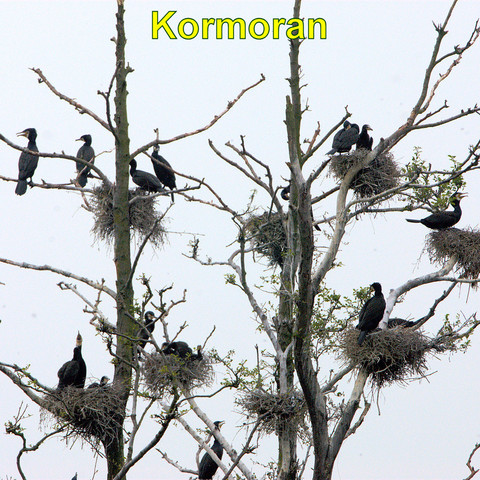 Eine Kolonie von Kormoranen besetzt mehrere große Nester in kahlen Baumkronen. Die Vögel mit dunklem Gefieder sind teils in den Nestern, teils auf den Ästen positioniert. Einige Vögel haben ihre Flügel ausgebreitet. Die Bäume sind abgestorben.