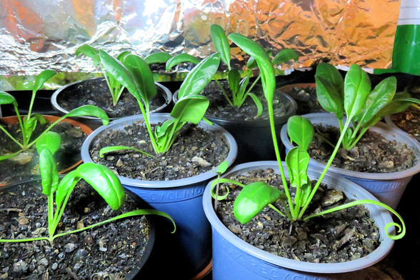 Mehrere junge Spinatpflanzen in blauen Plastiktöpfen stehen dicht beieinander. Die Blätter sind grün und glänzend und scheinen in einem Innenraum unter künstlichem Licht zu wachsen. Einige Blätter sind aufgerollt, was auf junge, wachsende Pflanzenspitzen hinweist. Im Hintergrund ist eine reflektierende Folie, die zur Lichtreflexion dient.