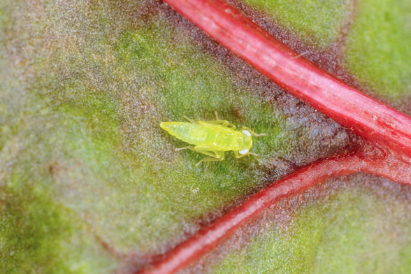 Auf dem Foto ist ein grünes Insekt mit einem länglichen Körper, das sich auf einem Mangoldblatt befindet.