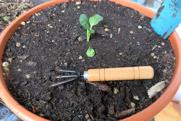 In einem Blumentopf mit dunkler, feuchter Erde steht eine kleine Pak Choi Pflanze. Ein kleiner Gartengrubber mit einem Holzgriff liegt im Vordergrund im Erdboden.