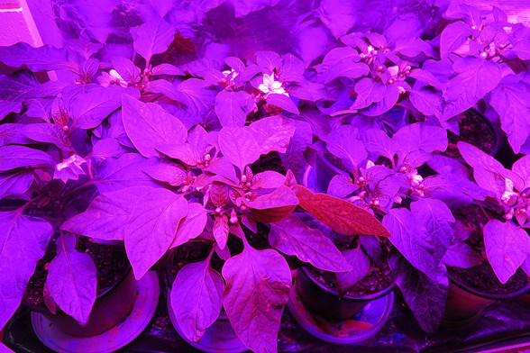 Das Bild zeigt Pflanzen unter einer LED-Wachstumslampe, was die lila Farbe erklärt, da diese Lampen oft im blauen und roten Spektralbereich leuchten, um das Pflanzenwachstum zu fördern. Die Spitzpaprikapflanzen haben Blüten.