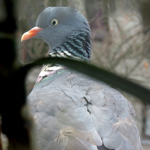 Ringeltaube mit grauem Federkleid und auffälligem weißem Fleck am Hals. Ihr Auge ist gelb umrandet, und der Schnabel ist orange. Die Perspektive ist seitlich und die Taube wird durch das Fenster beobachtet.