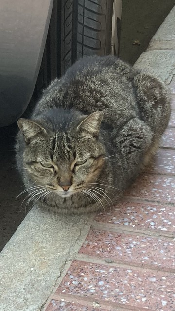 A tabby cat on the curb looks warily at the camera.  