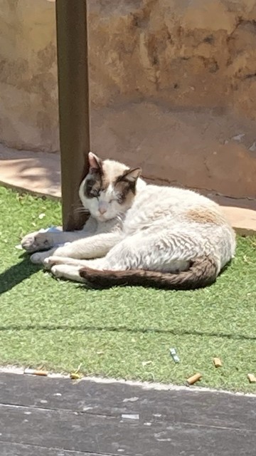 A white and brown cat sleeps in the sun. The cat has one front leg on either side of a post and has its head leaned up against the post. 