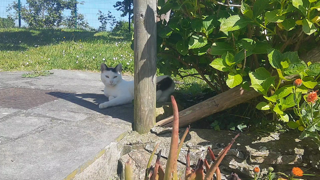 Un gato blanco y negro está escondido a la sombra de una hortensia. Cuando me ve acercarme a grabar, se despereza y sale al sol y se sienta observándome. Suena el viento.