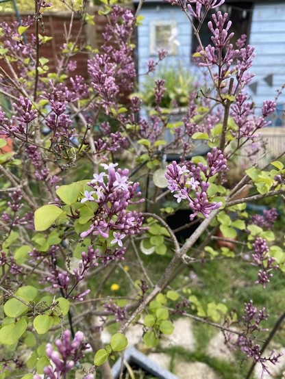Close up of leaves and buds starting to flower on my small lilac tree.