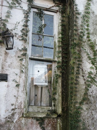 Tall double-hung window in decrepit building covered with vines.