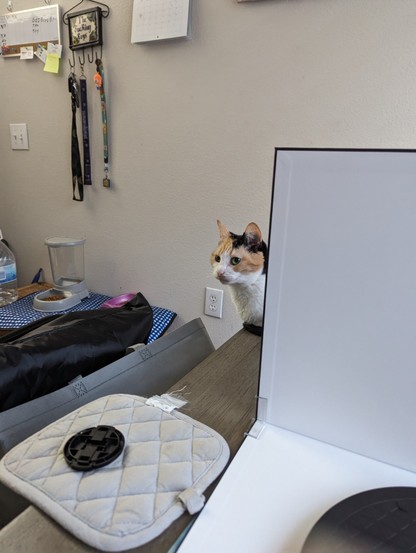 A cat near a photography area