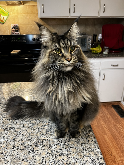 A beautiful lady Main Coon cat. She is huge!