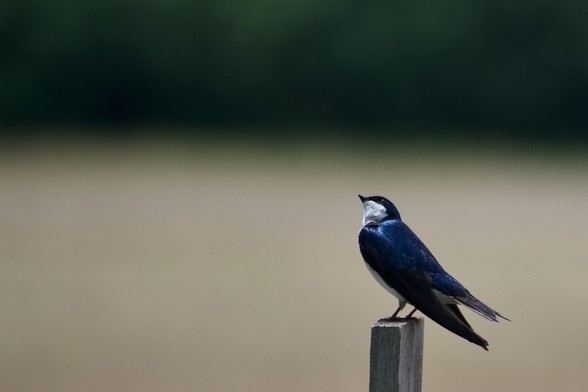 A tree swallow, close, perches on the wooden post of a bluebird box, head and bright eye angled up toward the sky. Its feathers are a brilliant, rich dark blue, its throat contrasting white. The background is blurred and geometric, the top third a band of forest green, the lower two light, the color of sand or wheat.