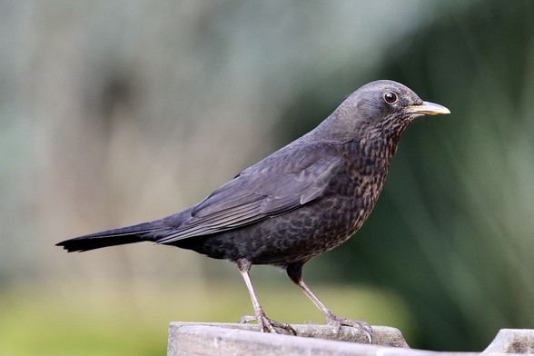 This photo is of a female blackbird sitting on a bird feeder.
This young bird still has a bit of growing to do but she will get there very soon.
Lovely bird