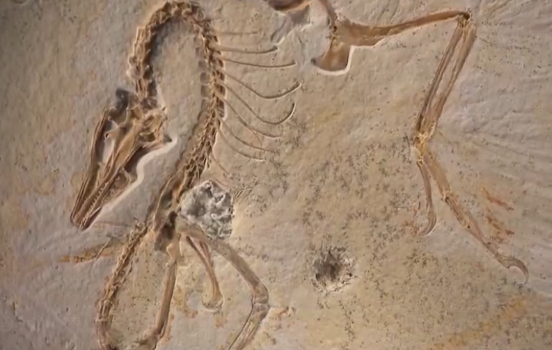 Global Museum: "The Chicago Archaeopteryx, the…" - Mastodon