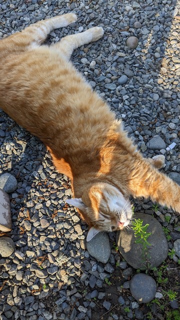 Orange cat stretching out on a gravel path in the later afternoon sun.