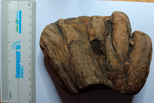 ~15cm brown chert cobble with different size columnar structures like the bottom of a multi-stalked plant.