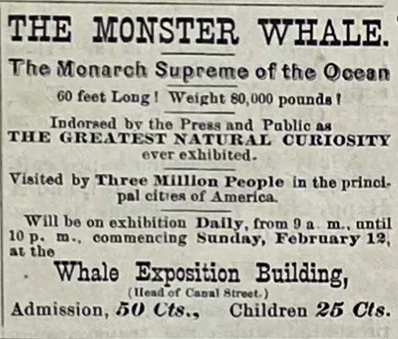 Old text advertisement. 

"THE MONSTER WHALE. - The Monarch Supreme of the Ocean - 60 feet Long!  Weight 80,000 pounds! - Indorsed by the Press and Public as THE GREATEST NATURAL CURIOSITY ever exhibited. - Visited by Three Million People in the principal cities of America. - Will be on exhibition daily from 9 a. m. until 10 p. m., commencing Sunday, February 12, at the -  Whale Exposition Building - (Head of Canal Street.) - Admission, 50 Cts., Children 25 Cts. "
