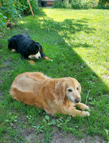 A Golden Retriever and a Bernese Mountain Dog lie in the shady grass chewing on little sticks from today's pruning.