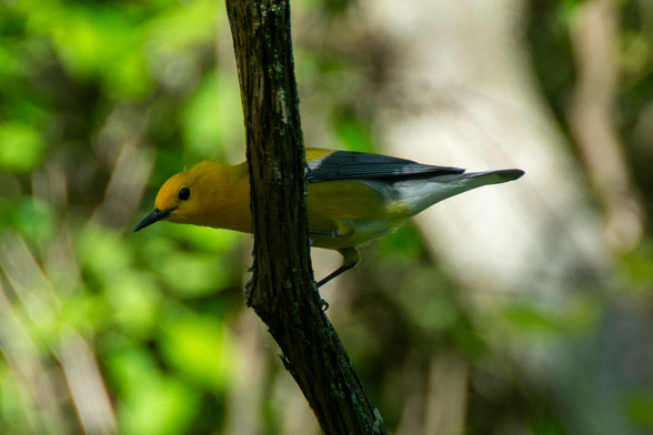 A small bird with a vibrant yellow head, black eye, sharp black bill, gray wings and a white undertail coverts peeks at the camera while perched on a vertical branch