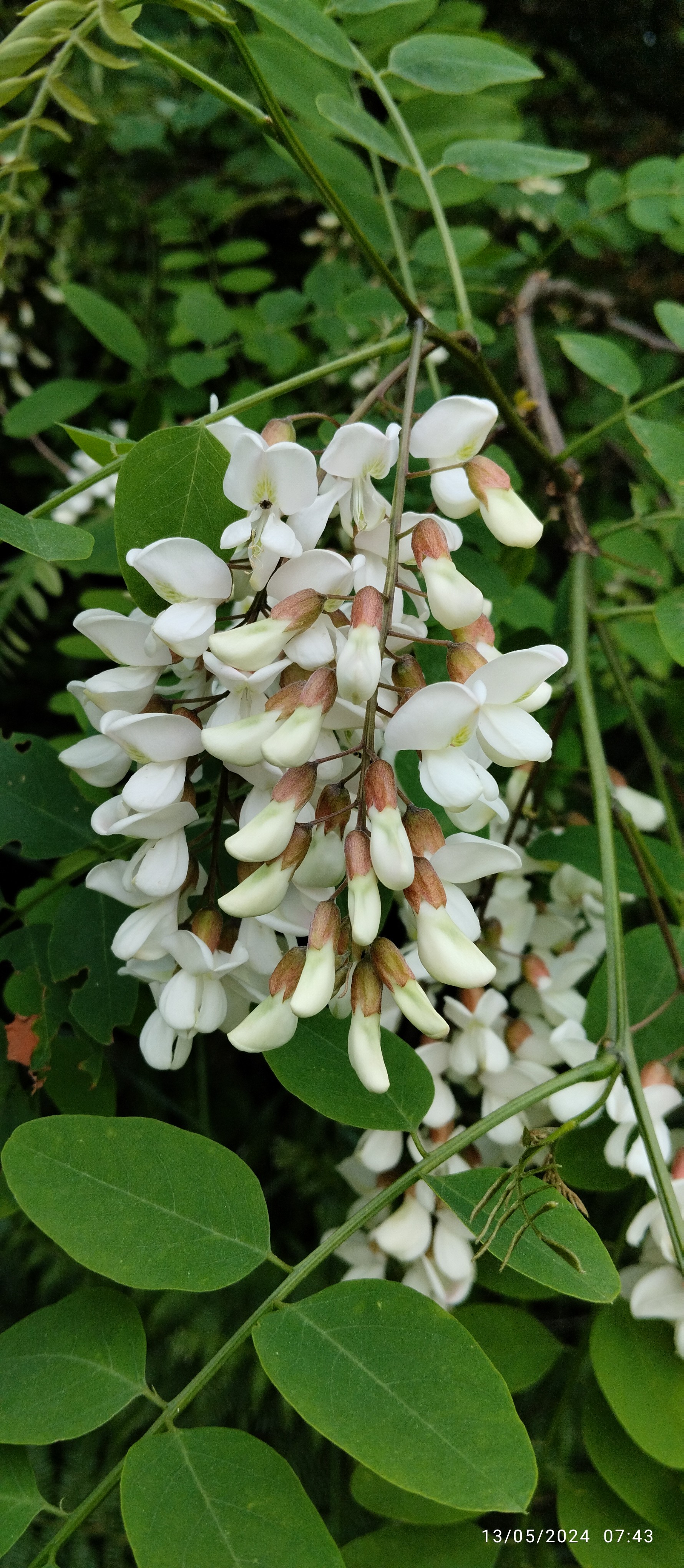 Grappe de fleur d'acacia (faux accacia peut-être mais la fleur se mange) 