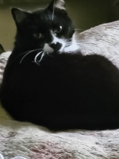 Tuxedo cat on a bed, looking back over his shoulder with a sort of defiant expression