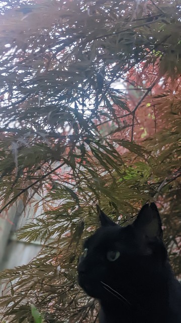 black cat takes shelter from the rain underneath a Japanese maple 