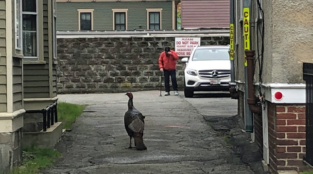 Turkey and man face off in Cambridge alley