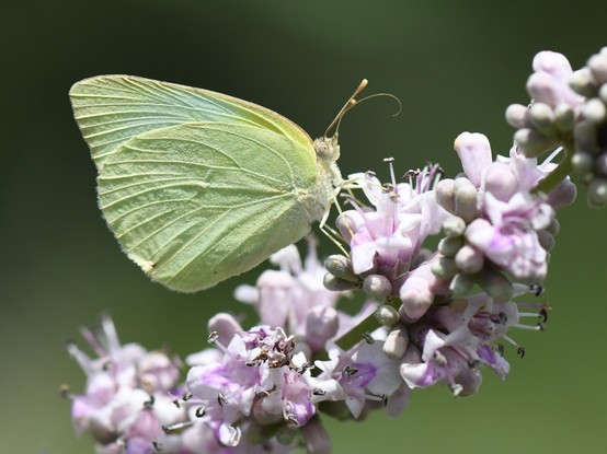 Yellow butterfly sitting in a branch filled with small pink flowers. Due to the shadows on its wing, the veins are clearly visible.