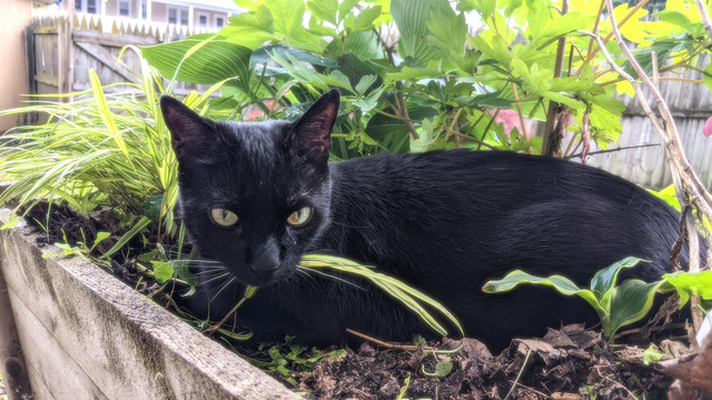 black cat rests in raised garden bed