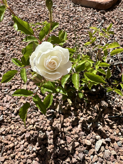 A white rose bloom with landscape pebbles in the background 
