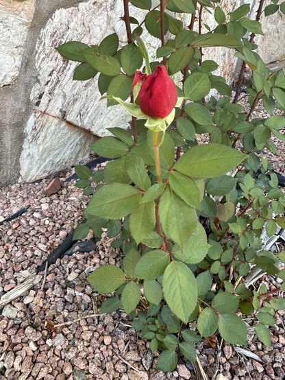 A red rose bud with landscape pebbles in the background 