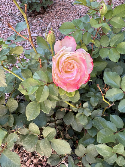 A pink and yellow rose with landscape pebbles in the background 