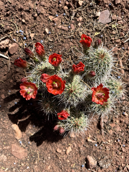 A king claret cactus (type of cactus) with 12 bright red blooms on it