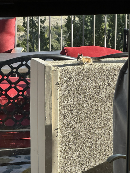 A very tiny chipmunk sits atop an adobe patio wall, red patio furniture and junipers in the background