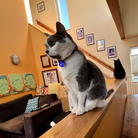 Astra and Oni sit atop a short wall dividing the dining room from the living room in Citrus Manor. Background includes orange wall, many colorful pillows on a deep blue chair. 
