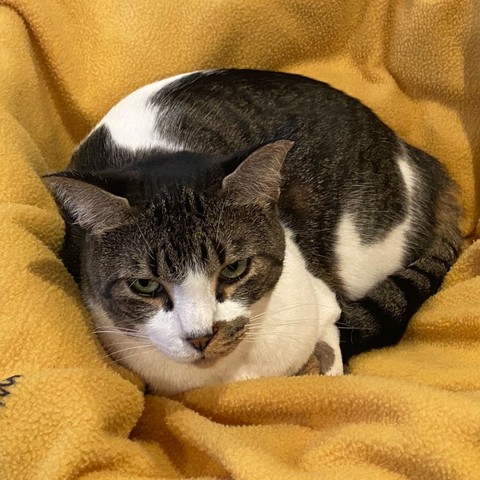 White and gray stripe tabby cat on a yellow blanket
